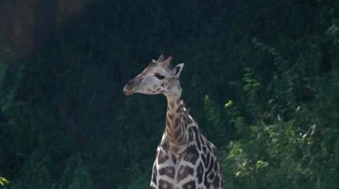 Giraffe 動画素材 12229208