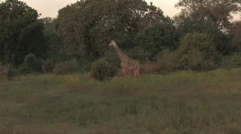 Giraffe Stock Footage