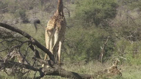Giraffe Stock Footage 12653744