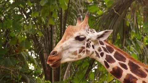 Giraffe Stock Footage 20433624