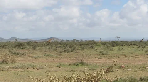 Giraffe Видео 24374038