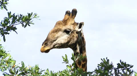 GIRAFFE Stock Footage 24656411