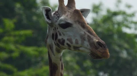 Giraffe Stock Footage 25498536