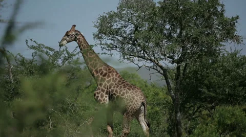 Giraffe Stock Footage 28862678