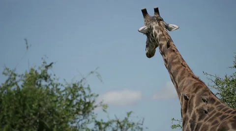 Giraffe Stock Footage 28879633