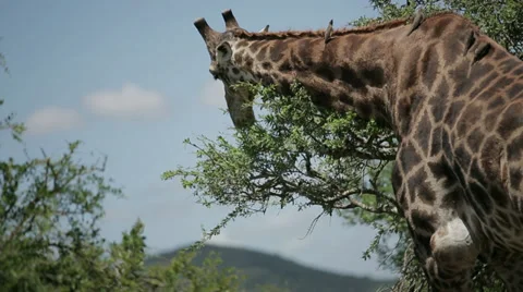 Giraffe Stock Footage 28880851