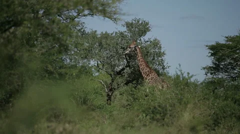Giraffe Stock Footage 28948253