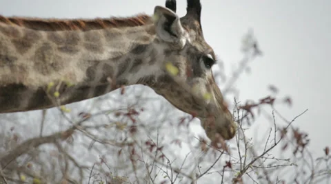 Giraffe 動画素材 28965445