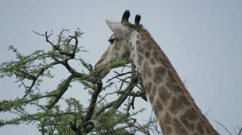 Giraffe Stock Footage 28997358
