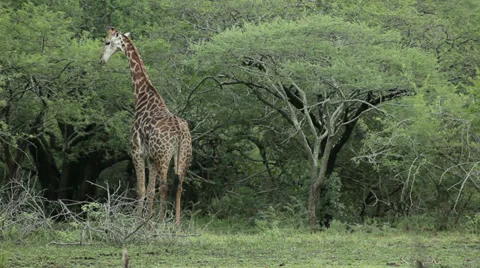 Giraffe Stock Footage 29000622