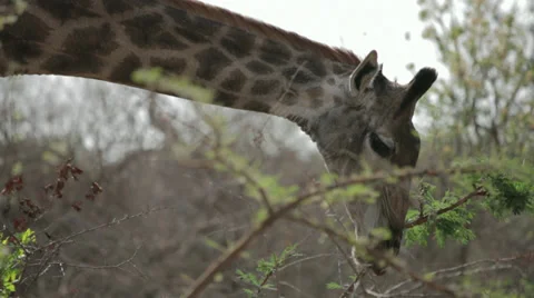 Giraffe Stock Footage 29003167