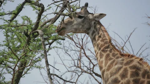 Giraffe Stock Footage 29019987