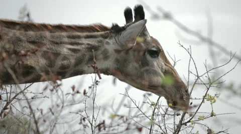 Giraffe Stock Footage 29151299