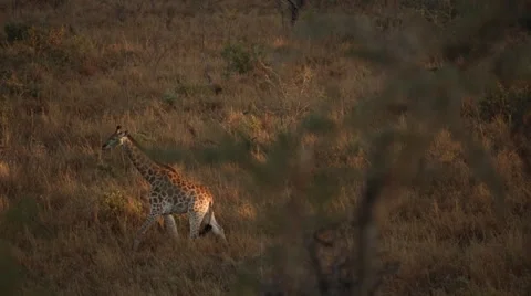 Giraffe Stock Footage 29848336