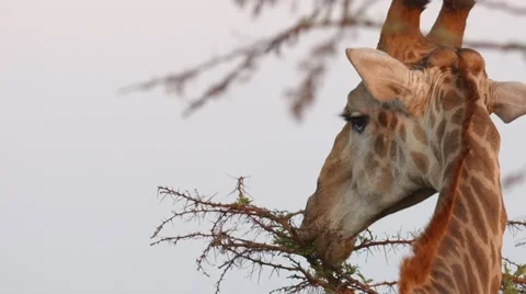Giraffe Stock Footage 29861292