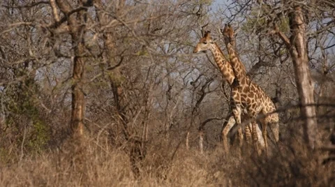 Giraffe 動画素材 29869285