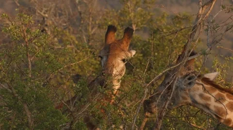 Giraffe Stock Footage 29890876