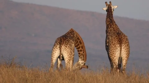 Giraffe Stock Footage 29890891