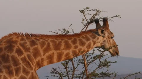 Giraffe 動画素材 29931660