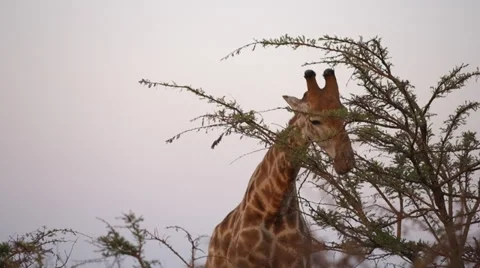Giraffe Stock Footage 29933740