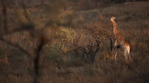 Giraffe Stock Footage 29978847