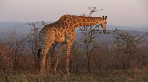 Giraffe 動画素材 30261008