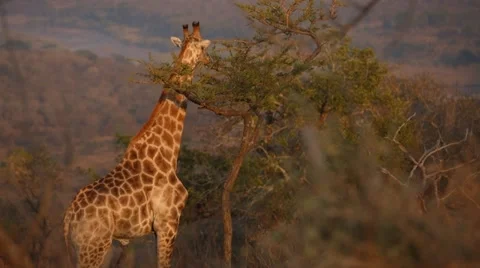 Giraffe Stock Footage 30261783