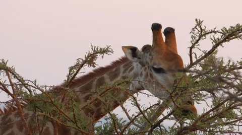 Giraffe Stock Footage 30264041