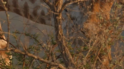 Giraffe Stock Footage 30264843