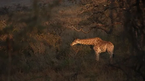 Giraffe Stock Footage 30265604