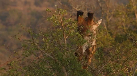 Giraffe Stock Footage 30285748