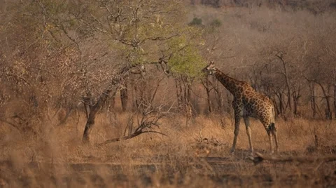 Giraffe Stock Footage 30286270