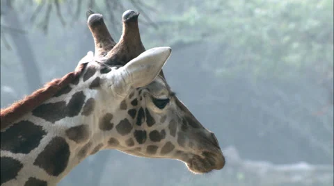 Giraffe Stock Footage 32275909