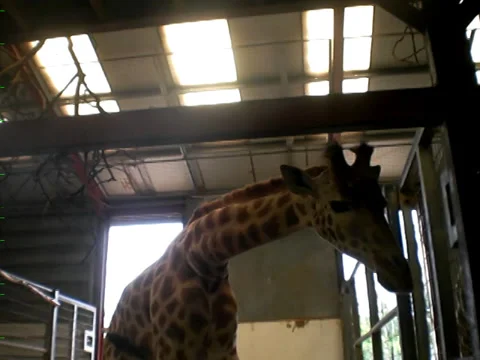 Giraffe Stock Footage