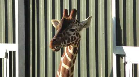 Giraffe Stock Footage 47053816