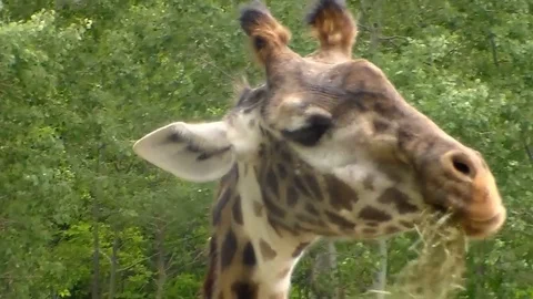 Giraffe Stock Footage 90699432