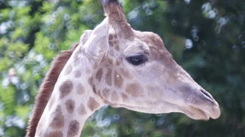 Giraffe Video stock 110989703