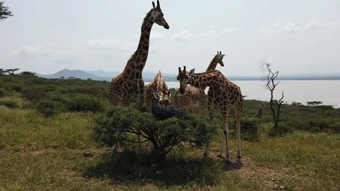 Giraffe Video stock 116173907