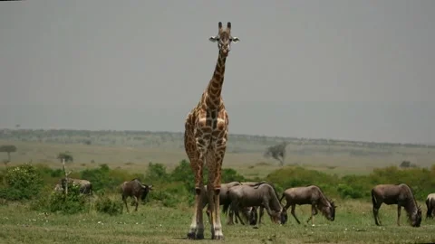 Giraffe Stock Footage 141806864