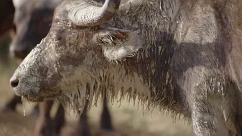 Giraffe Stock Footage 141939897