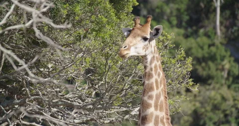 Giraffe Stock Footage 141941259