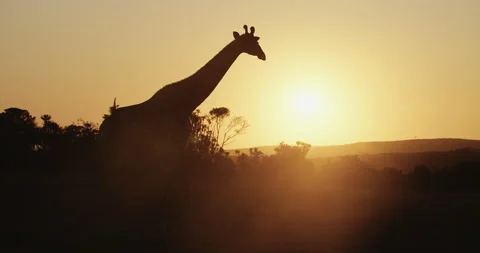 Giraffe Stock Footage 141943687