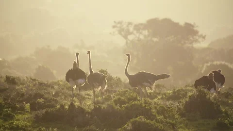 Giraffe Stock Footage 142316668