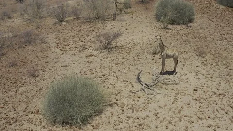 Giraffe Stockbeeldmateriaal 143478245