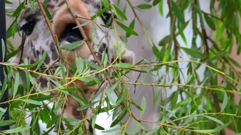 Giraffe Stock Footage 154917544