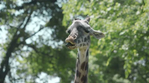 Giraffe Stock Footage 170732450