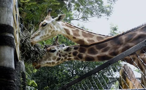 Giraffe 動画素材 220159637