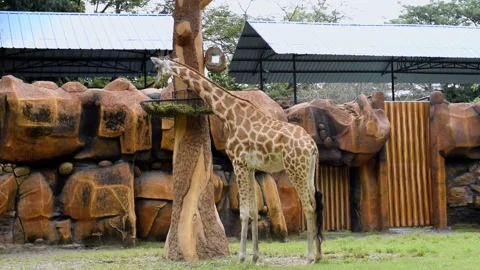 Giraffe 動画素材 220159949