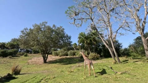 Giraffe Video stock 234901927