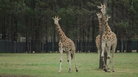 Giraffe Stock Footage 291885076